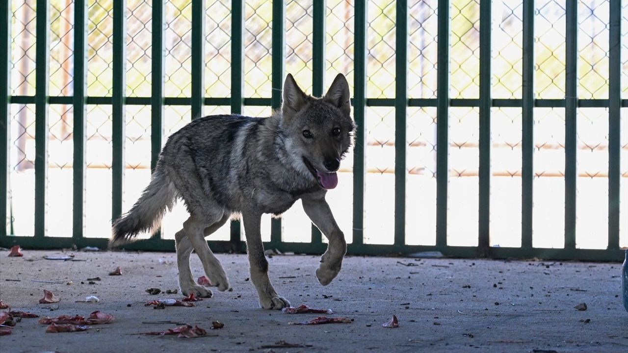 Van'da Zincirle Alıkonulan Kurt YYÜ'de Koruma Altında