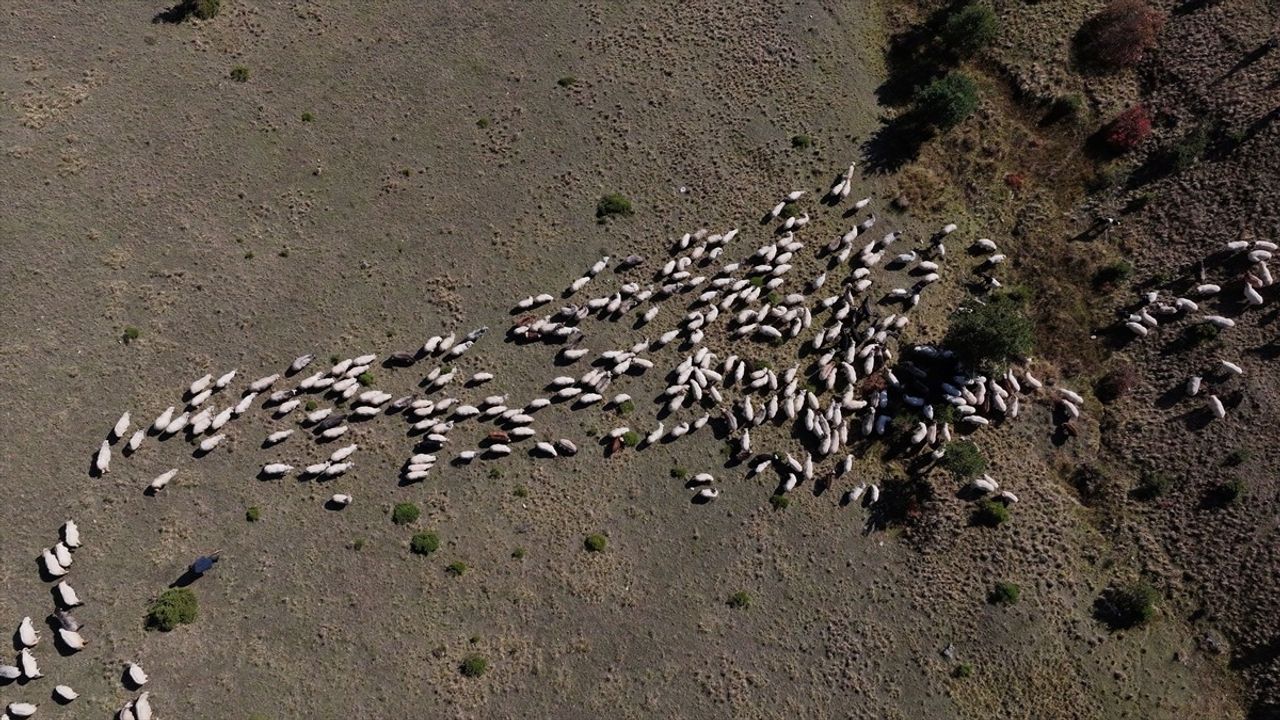 Zigana Dağı'nda Besicilerin Sonbahar Mesaisi