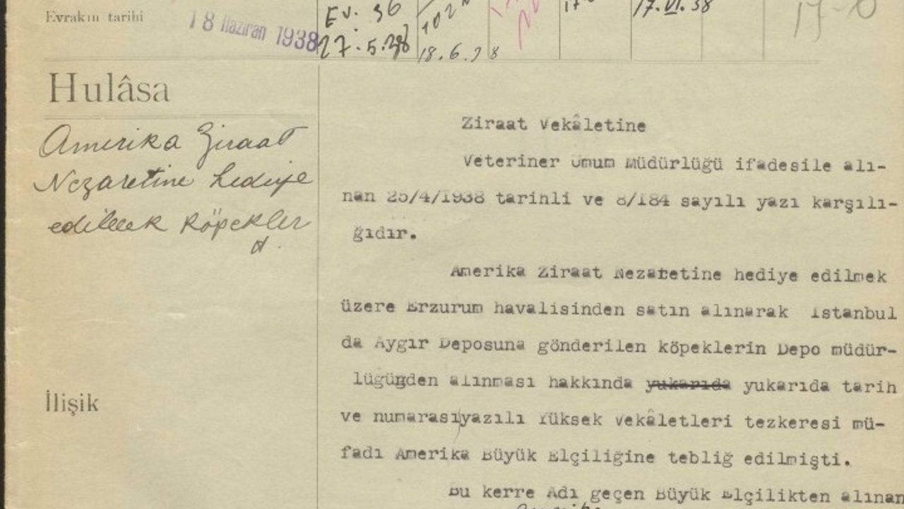 1938'den Gelen Yazışma: Erzurum Çoban Köpekleri Amerika'ya Hediye Edildi