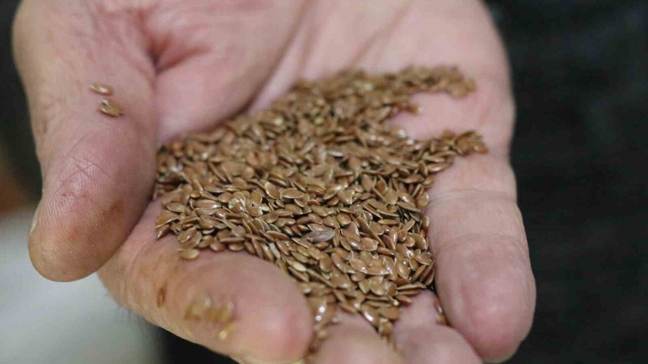 9 Bin Yıllık Zeyrek: Omega-3 Deposu Geleneksel Karışım Sivas'ta Yeniden Popüler