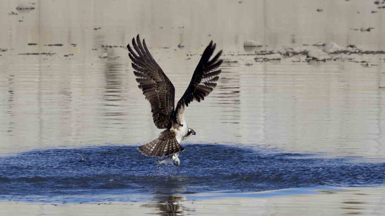 Abana'da Balık Kartalları Ezine Çayı'nda Avlanırken Fotoğraflandı