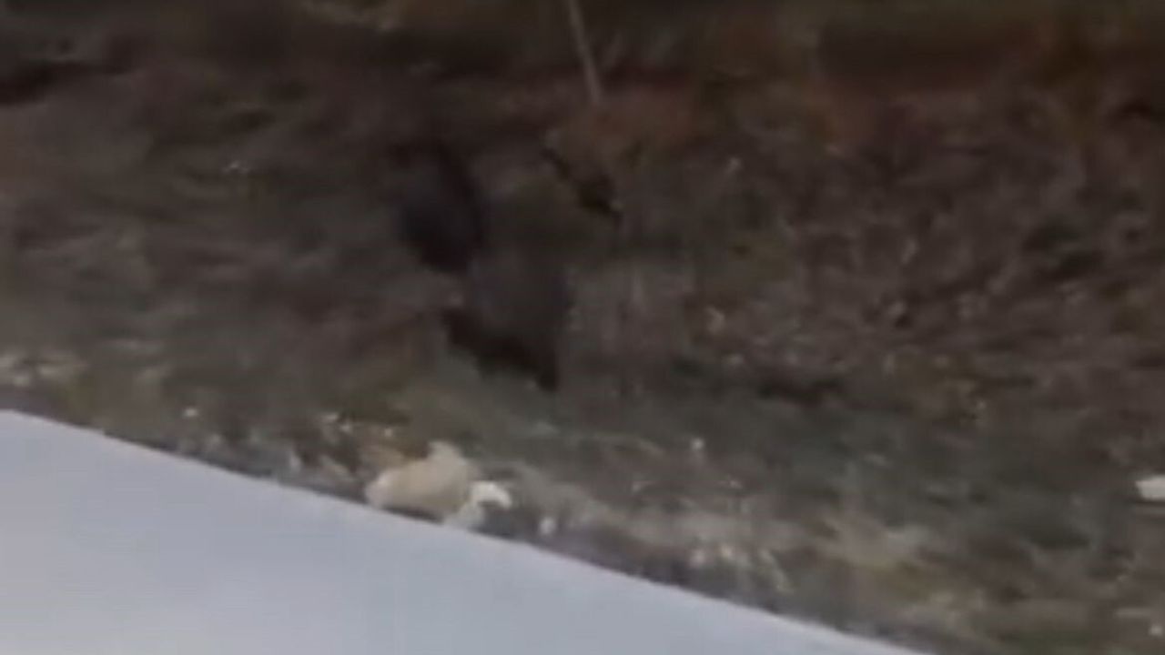 Aç Kalan Domuz Sürüleri BAİBÜ Kampüsünde Görüntülendi