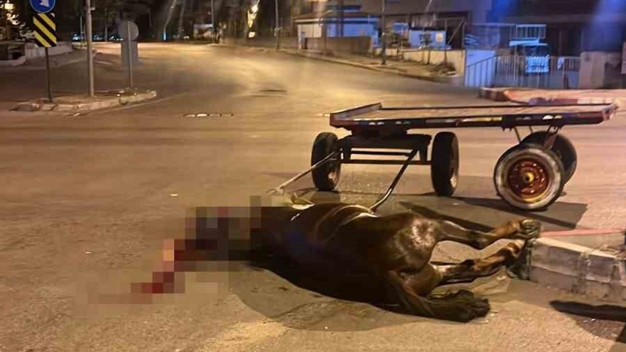 Adana'da Başıboş At Girne Bulvarı'nda Araca Çarptı