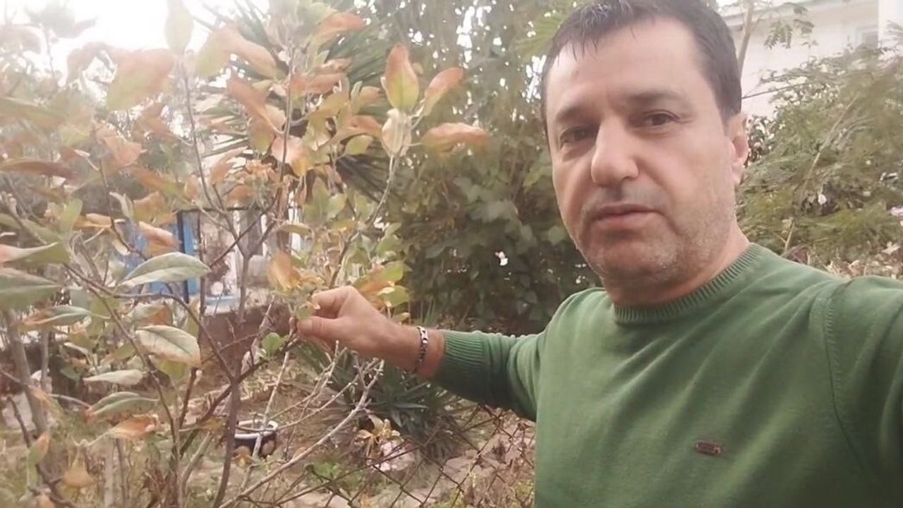 Adana'da Kasımda Elma Ağacı Şaşırttı: Çiçek Açıp Meyve Verdi