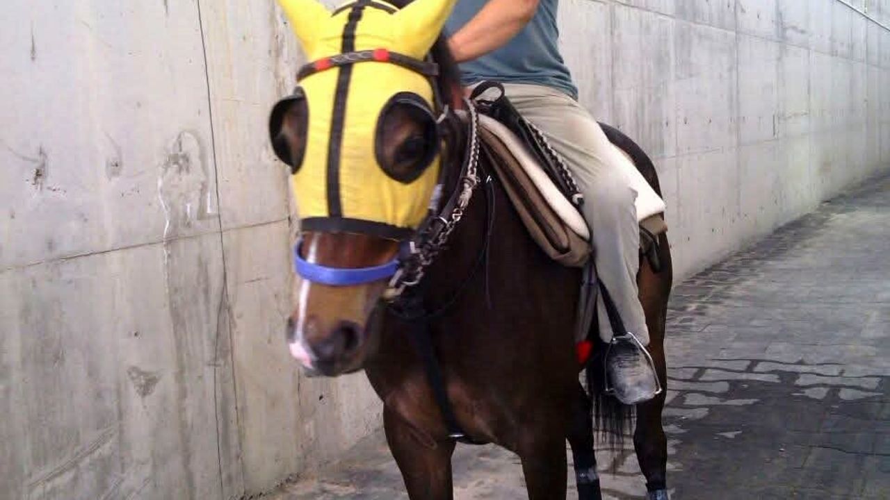 Adana'da kırmızı ışık ihlali: Araç muayenesine yetişmeye çalışırken seyis ağır yaralandı