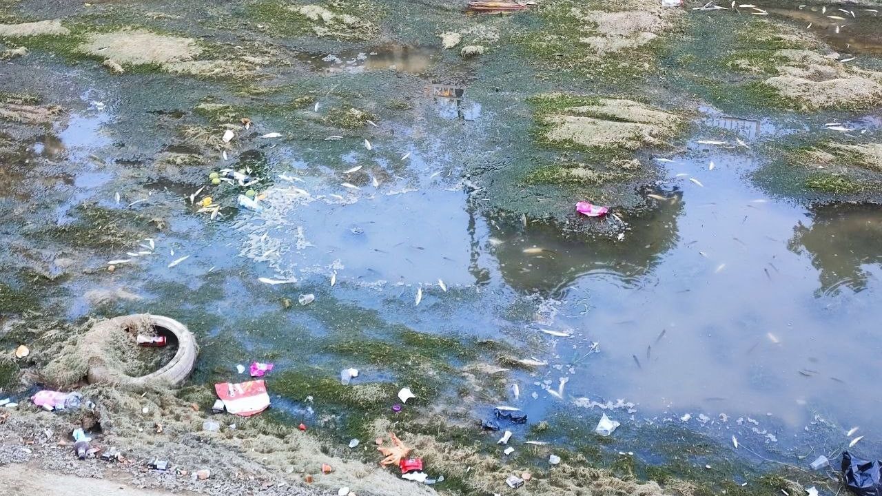 Adana'da Kuraklık Balıkları Telef Ediyor: Sulama Kanallarında Kitlesel Ölümler