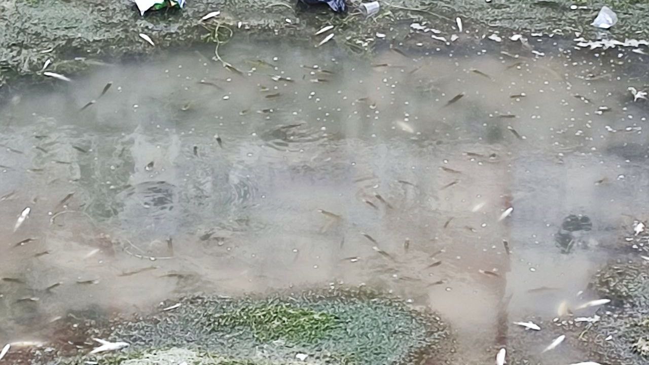 Adana'da Kuraklık ve Kirlilik: Sulama Kanalında Yüzlerce Balık Telef Oldu