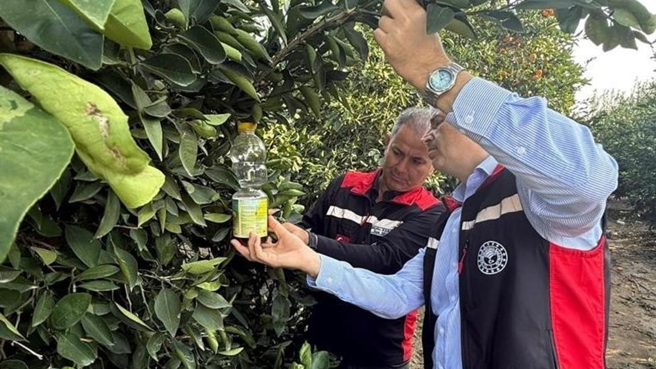 Adana'da Narenciye Hasadıyla Akdeniz Meyve Sineği Mücadelesi Hızlandı