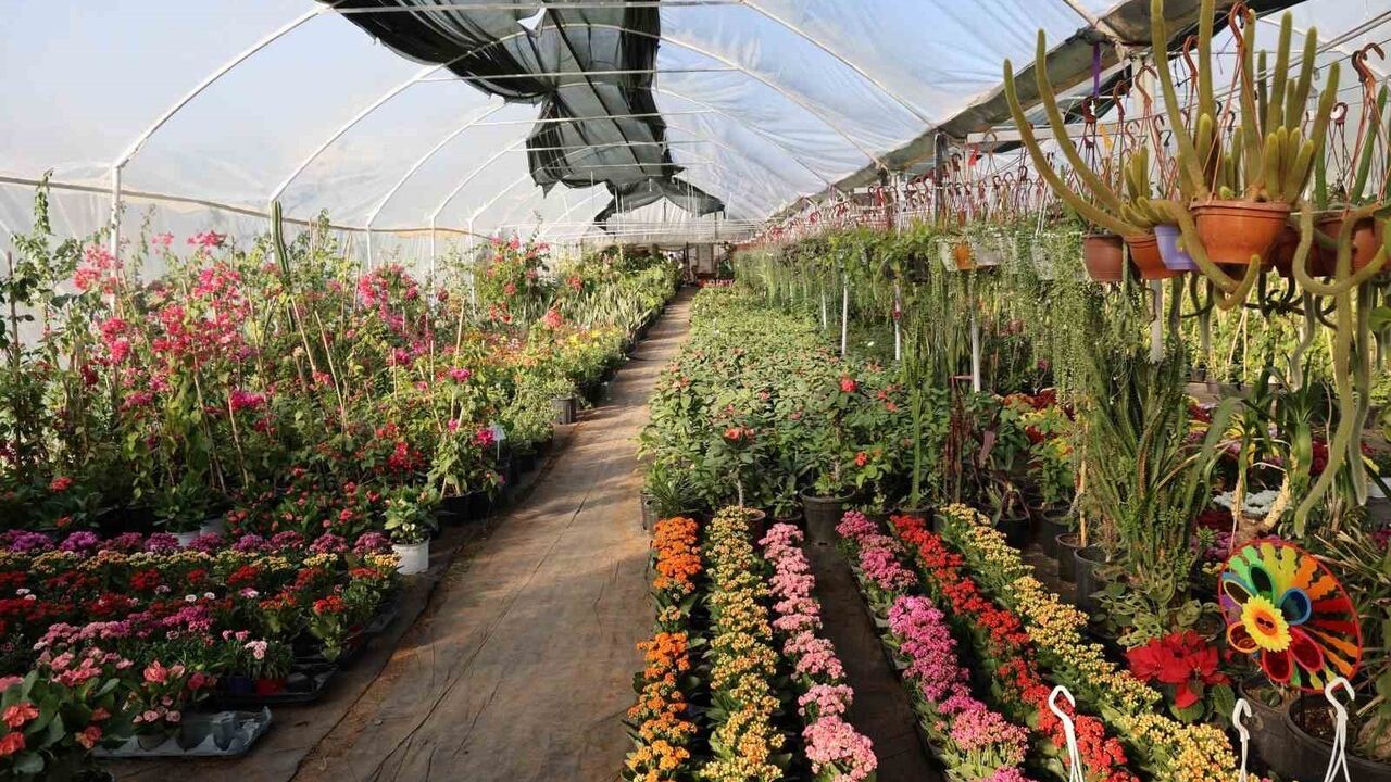 Adana'da Öğretmenler Günü'nde Saksı Çiçekleri Öne Çıkıyor