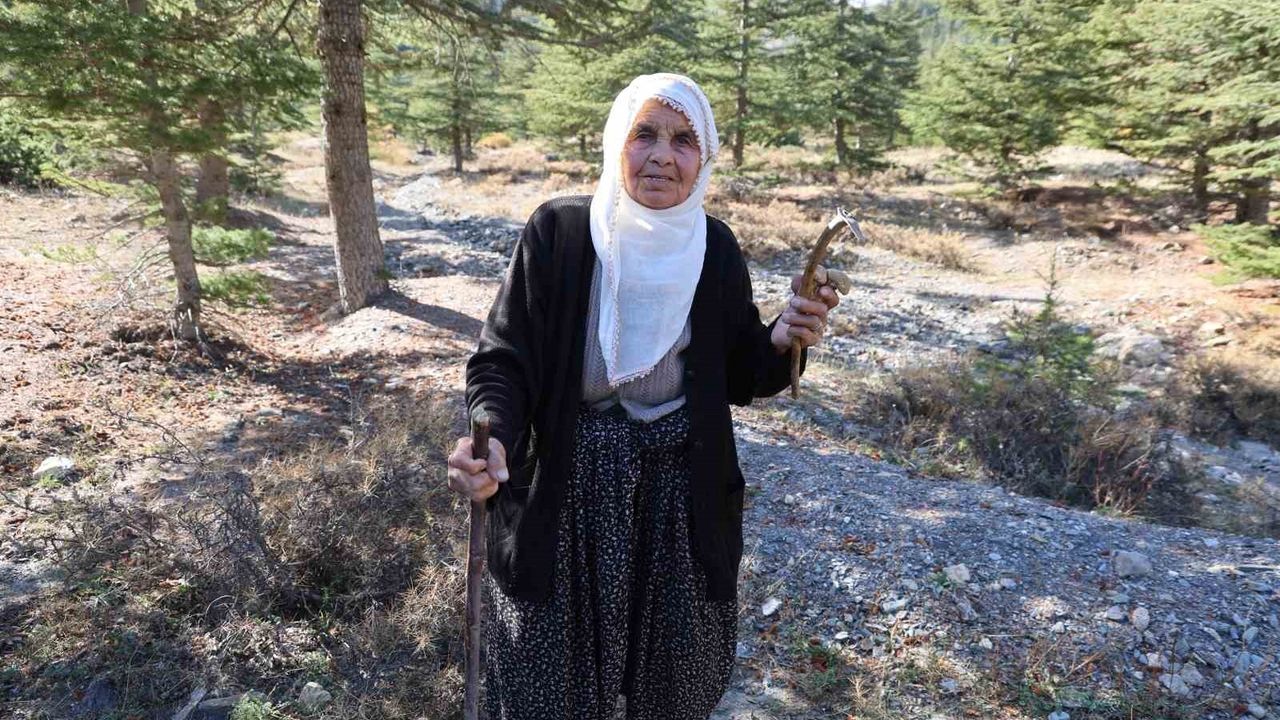 Adana'da Sedir Mantarı Rüzgarı: Kilosu 500–1000 TL, Japonya'ya İhraç Ediliyor