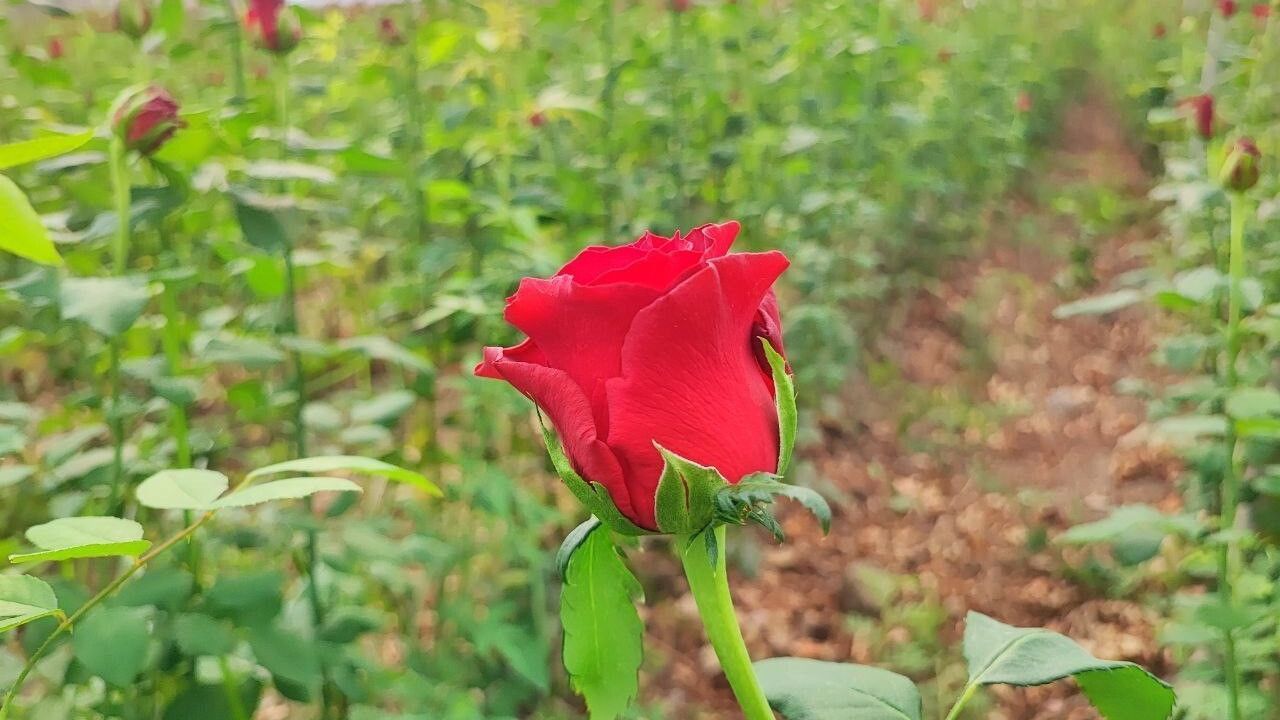 Adana’da Seralarda Gül Hasadı Başladı: 416 Dönüm, Dönümde 15 Bin Adet