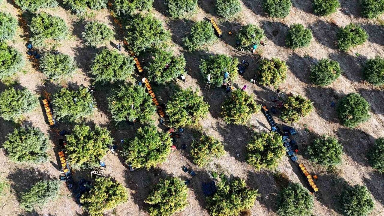 Adana'da tarım grevi mandalinayı dalında bıraktı: …