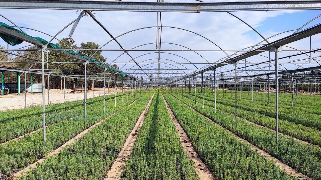 Adana'da Yanan Ormanlar 5 Milyon Fidanla Yeniden Yeşerecek