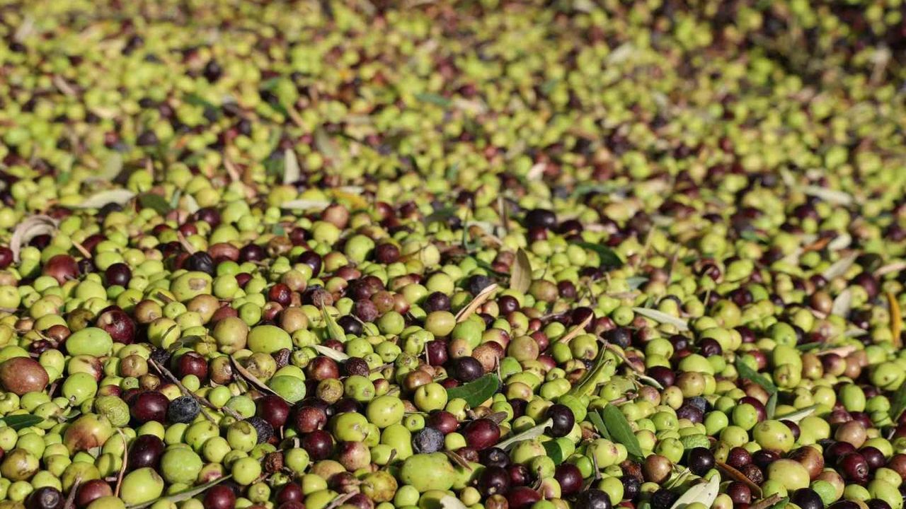 Adana Kozan'da Zeytinin Yağ Yolculuğu Başladı — Rekolte Düşüşü ve 350 TL