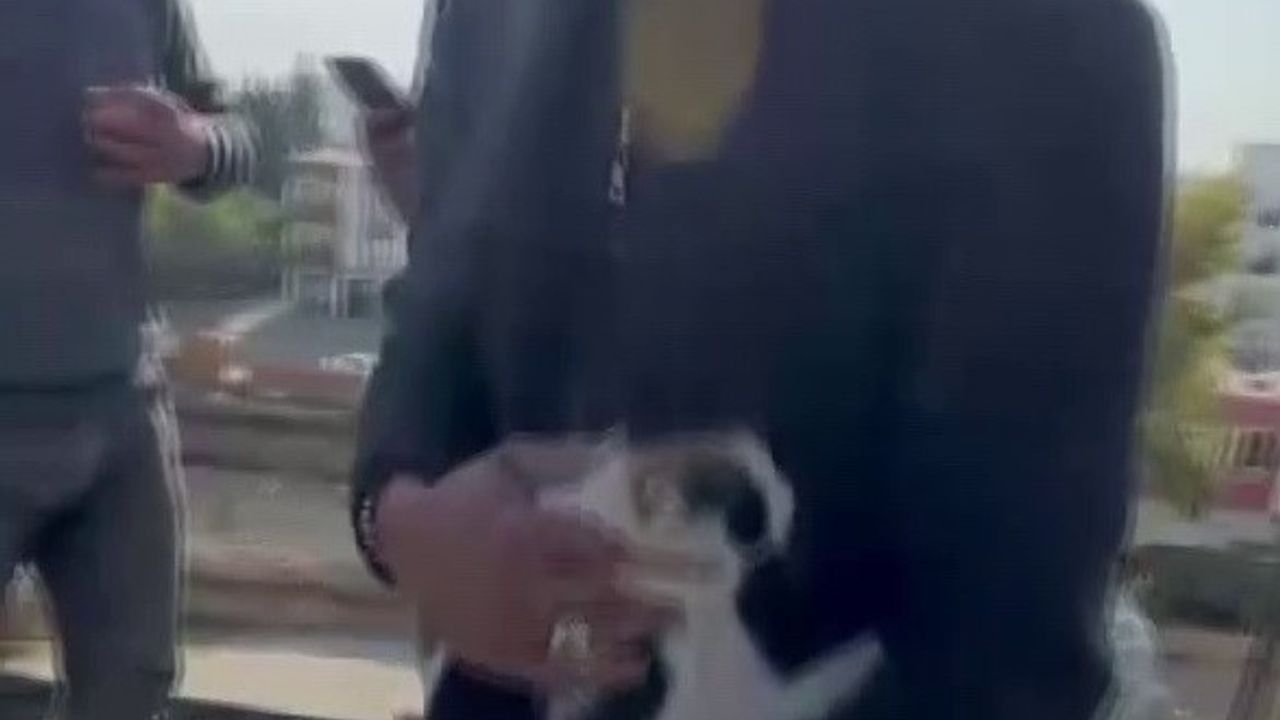 Adıyaman'da Beton Dökülmeden Son Anda Kurtarılan Kedi