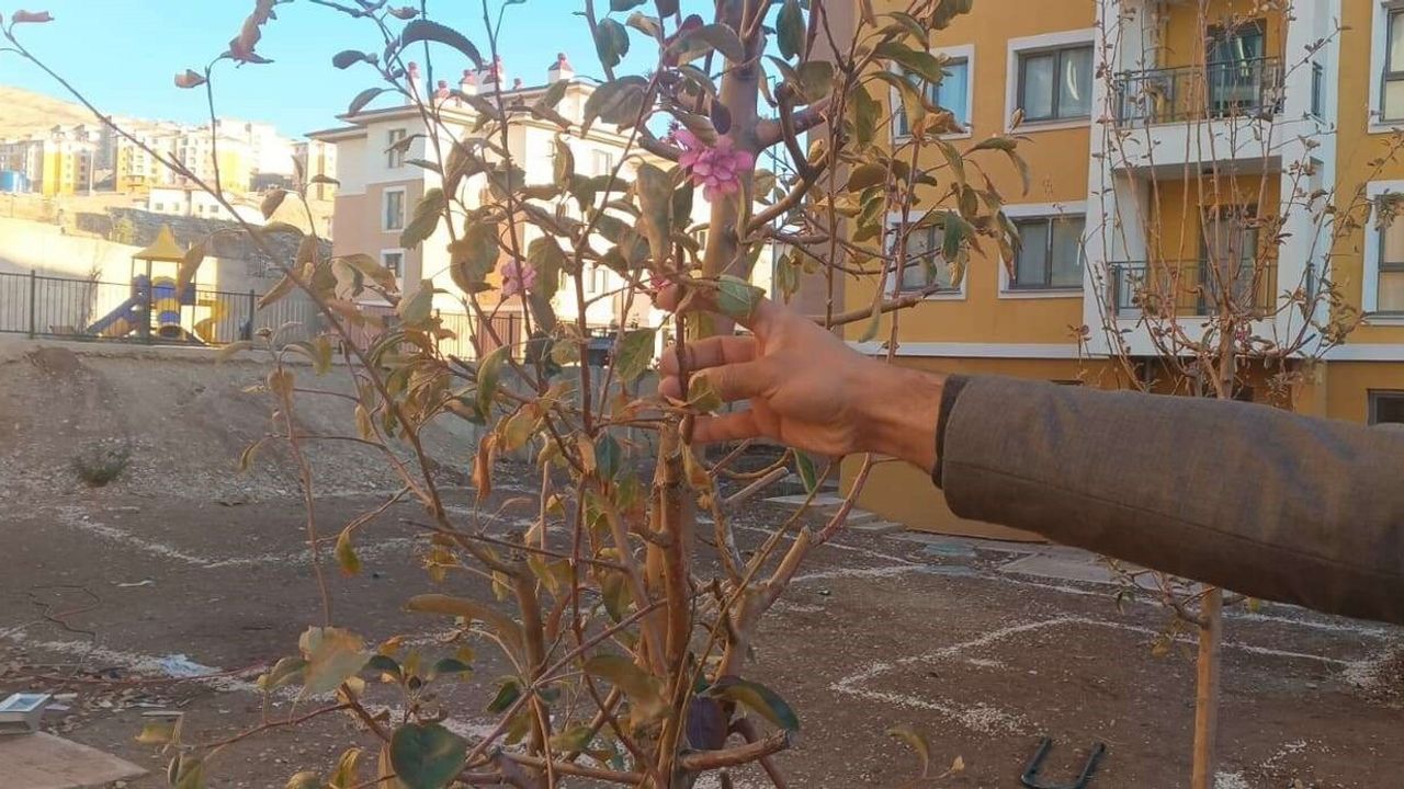 Adıyaman'da Kuruyan Ağaçlar Kasımda Yeniden Çiçek Açtı