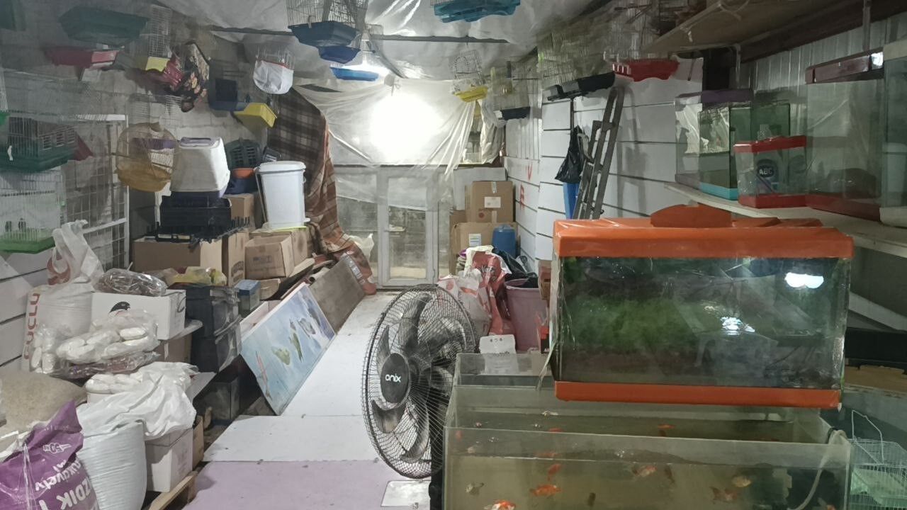 Adıyaman'da petshoptan 9 papağan ve para çalındı