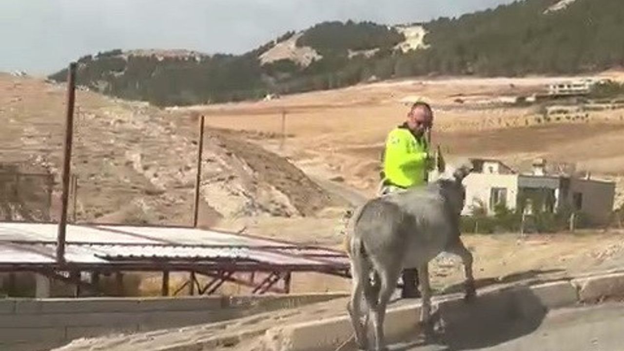 Adıyaman'da Trafiği Tehlikeye Sokayan Eşeğe Polis Müdahalesi