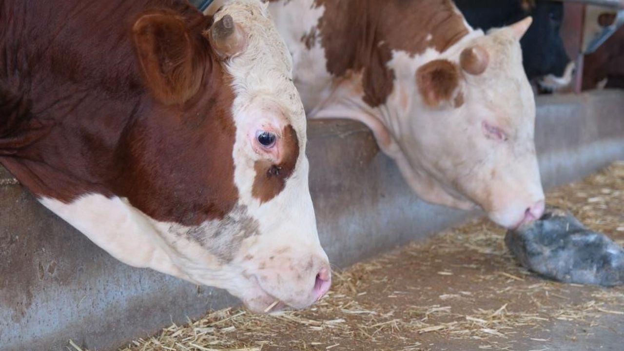 ADSYB Başkanı Güngör: Şap Vakaları 4 Milyar Dolar Zarar, Krediler Ertelensin