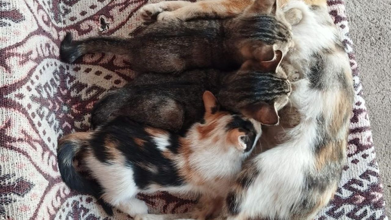 Ağrı'da Seren Albay, Sokak Hayvanlarına Evinde Şefkatle Bakıyor