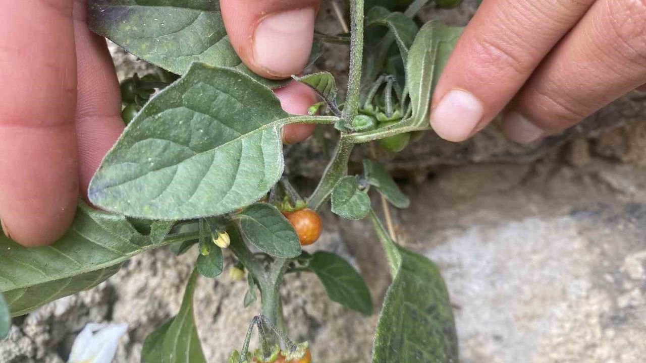 Ağrı Patnos’ta Kasımda Çiçek Açtı: Yalancı Bahar Görenleri Şaşırttı