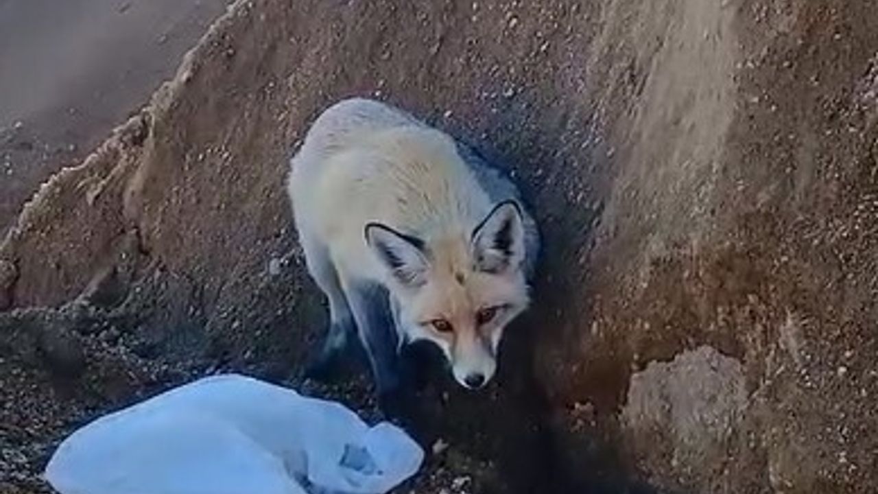 Ahlat’ta Pomza Ocağının Maskotu Tilki: 3 Yıllık Sıra Dışı Dostluk