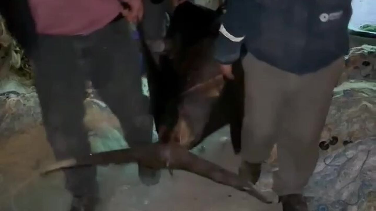 Akdeniz'de 115 kg'lık Dev Kılıç Balığı Tekneye 2,5 Saatlik Mücadeleyle Alındı