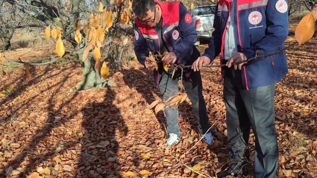Akşehir Kirazı'nda Saha İncelemeleri Başladı
