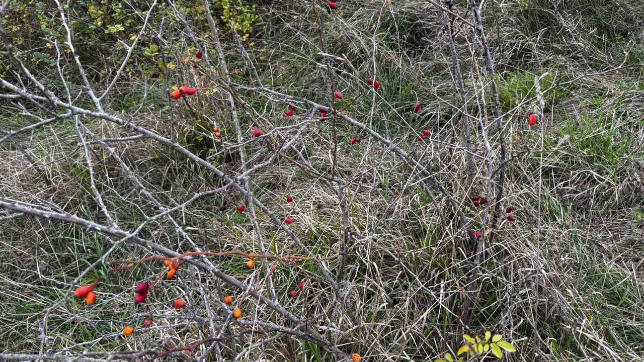 Alaplı'da Kuşburnu Hasadı Başladı