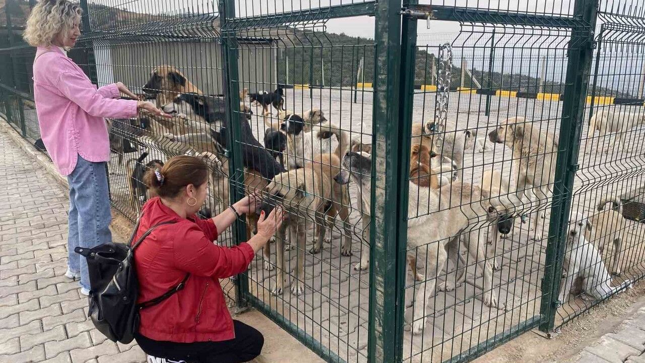 Alaşehir'de 30 Dönümlük Sokak Hayvanları Doğal Yaşam Alanı Açıldı