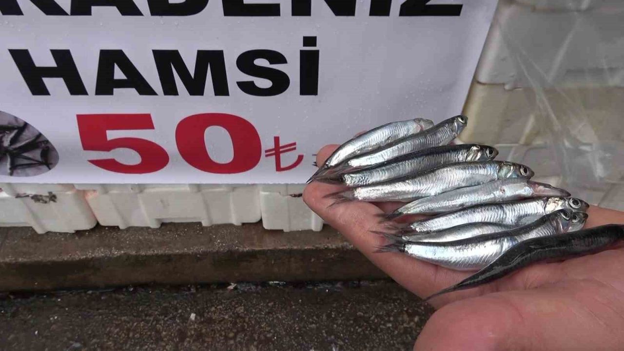 Amasya'da Hamsi Kilosu 50 TL'ye Düştü — Vatandaş Poşet Poşet Aldı