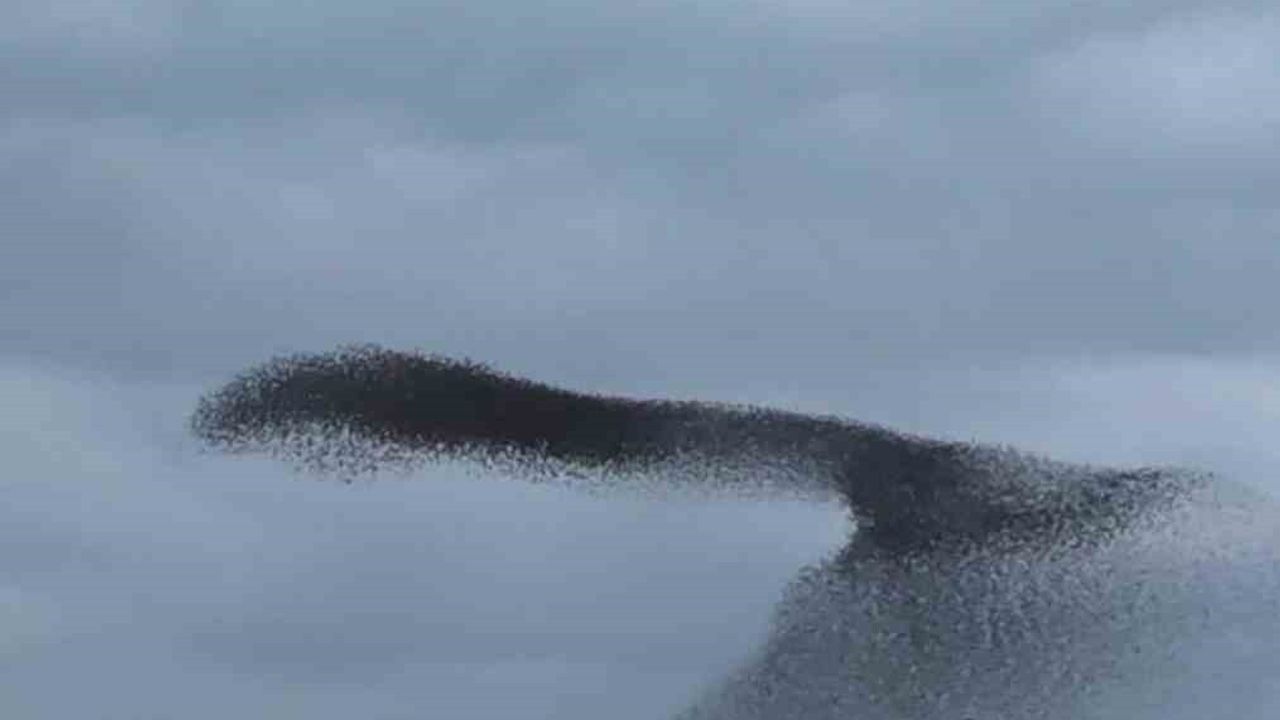 Ankara'da Sığırcık Kuşlarının Büyüleyici Dansı