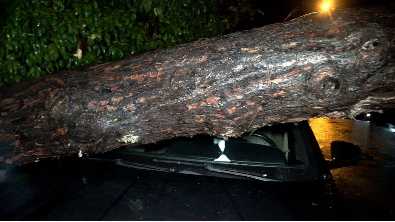 Antalya'da 10 metrelik ağaç devrildi: İki araç ve bina zarar gördü