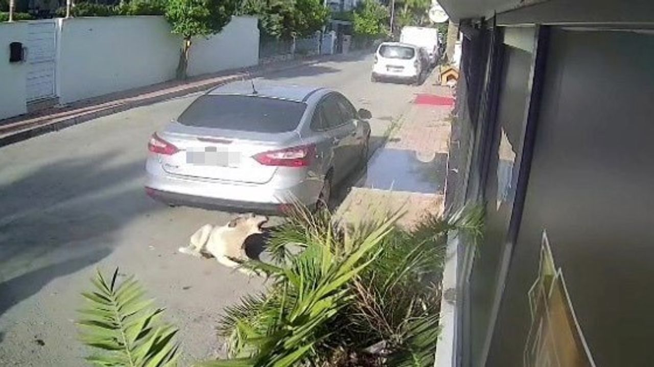 Antalya'da Emekli Polisin Köpeği Vurması: 4 Yıla Kadar Hapis İstemi