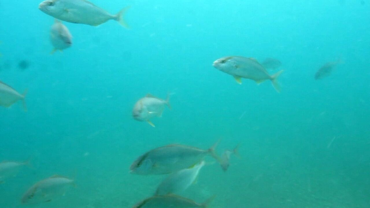 Antalya'da Sigara İzmaritleri Denizaltında 'Pamuk Tarlası' Gibi Birikti