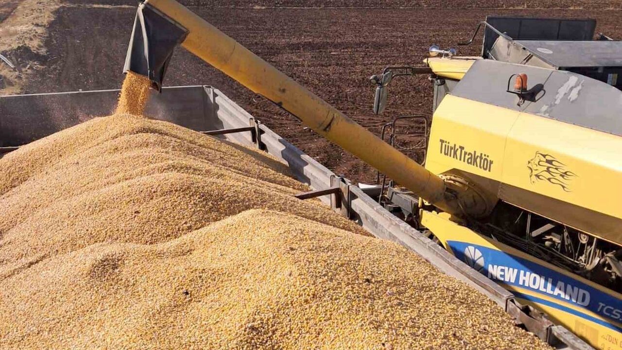 Araban Ovası'nda 2025 İkinci Ürün Silajlık Mısır Hasadı Başladı