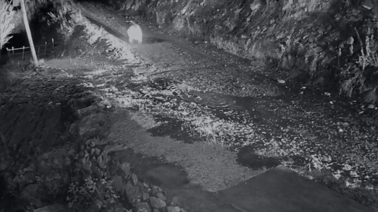 Araklı'da 10 Eve Giren Ayı Kamyonetle Kovalandı — Kameraya Yansıdı