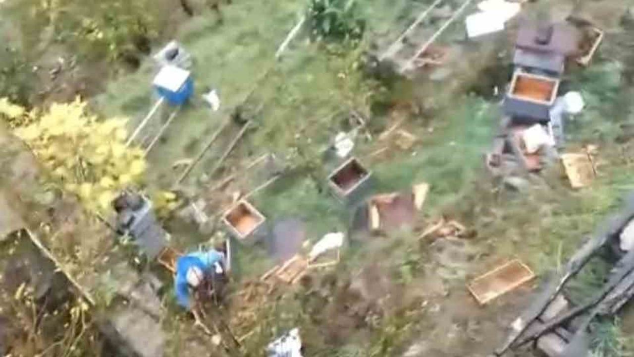 Araklı'da Ayı Saldırısı: 50'den Fazla Arı Kovanı Telef Oldu