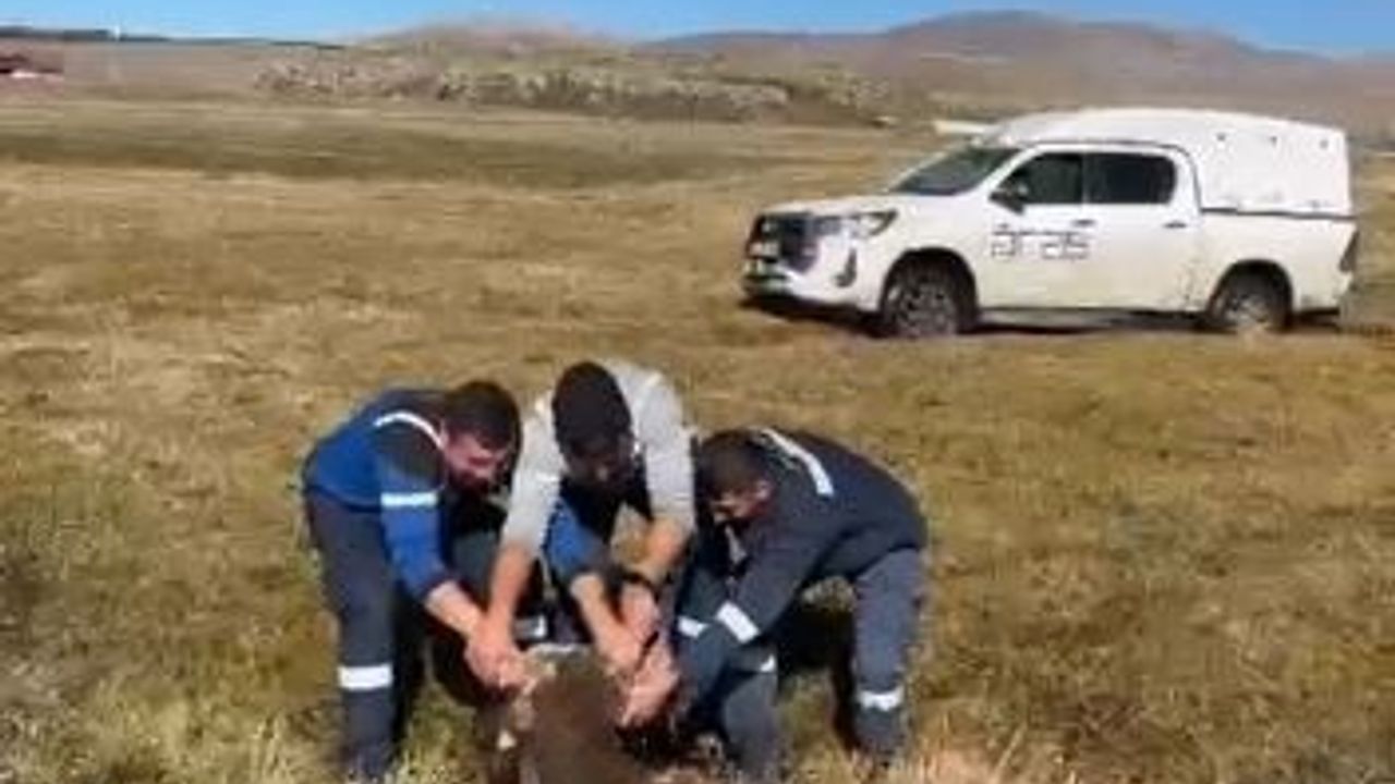 Ardahan'da Bataklığa Saplanan İnek Aras Edaş Ekipleri Tarafından Kurtarıldı