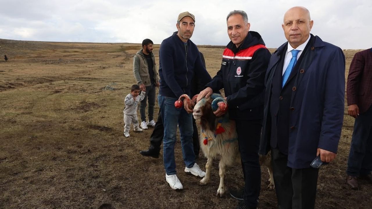 Arpaçay'da Koç Katım Geleneği Koç Köyü'nde Renkli Tören