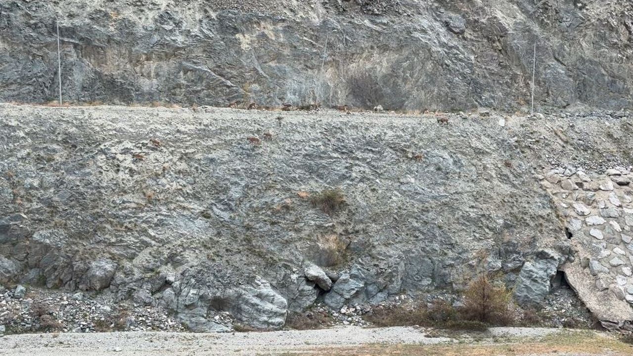 Artvin'de 20'yi Aşan Dağ Keçileri Sürüsü Çoruh Nehri Kıyısında