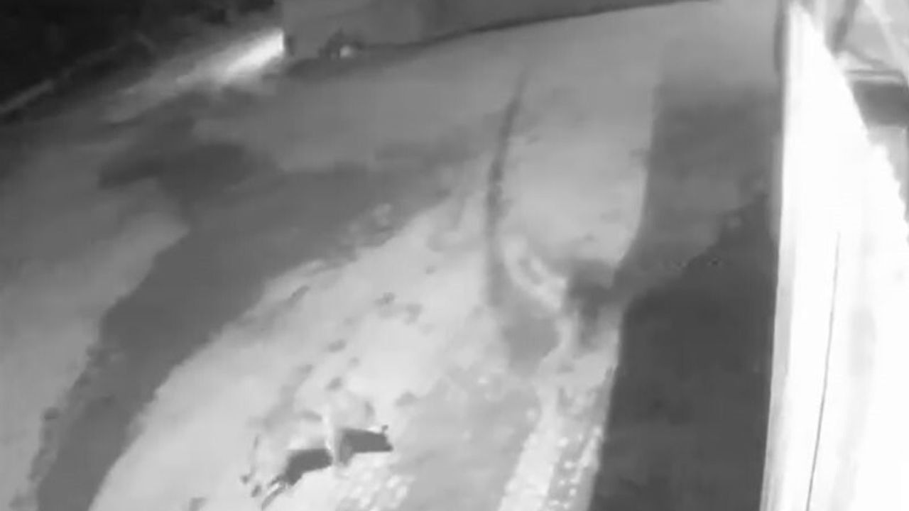 Aşkale Karahasan'da Aç Kalan Kurtlar Köye İndi