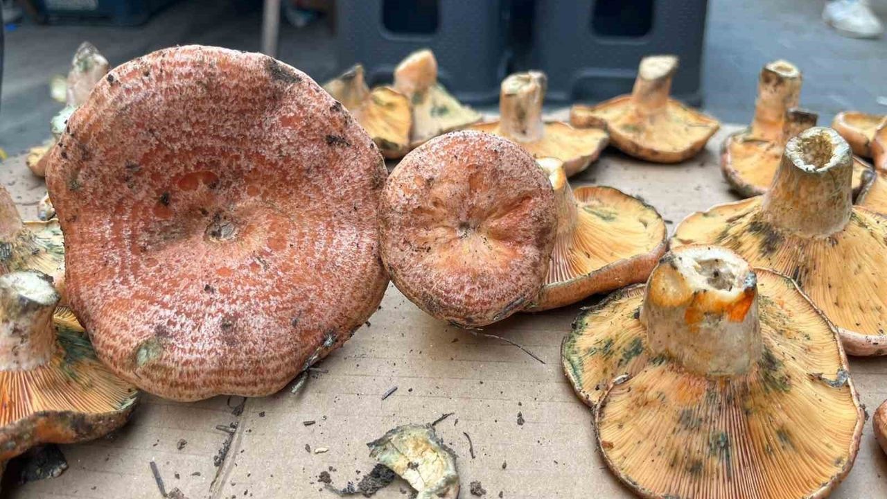 Aydın'da Çıntar Pazara Çıktı: Kilosu 500 TL