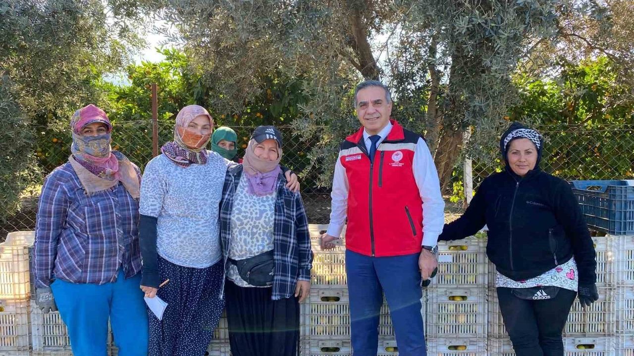 Aydın’da Mandalina Hasadı Başladı: Kuşadası’nda Tarım Müdürü Sahada