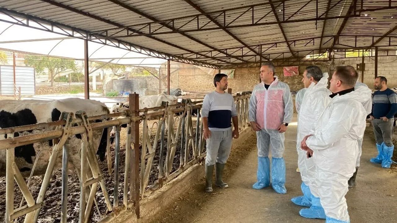 Aydın'da şap mücadelesi: 565 bin 687 doz aşı uygulandı