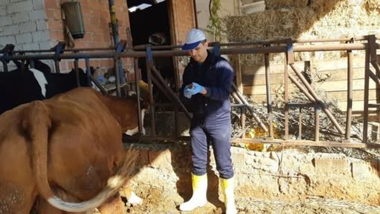 Aydın'da Şapla Mücadele: Karacasu Bahçeköy'de Aşılama Çalışması