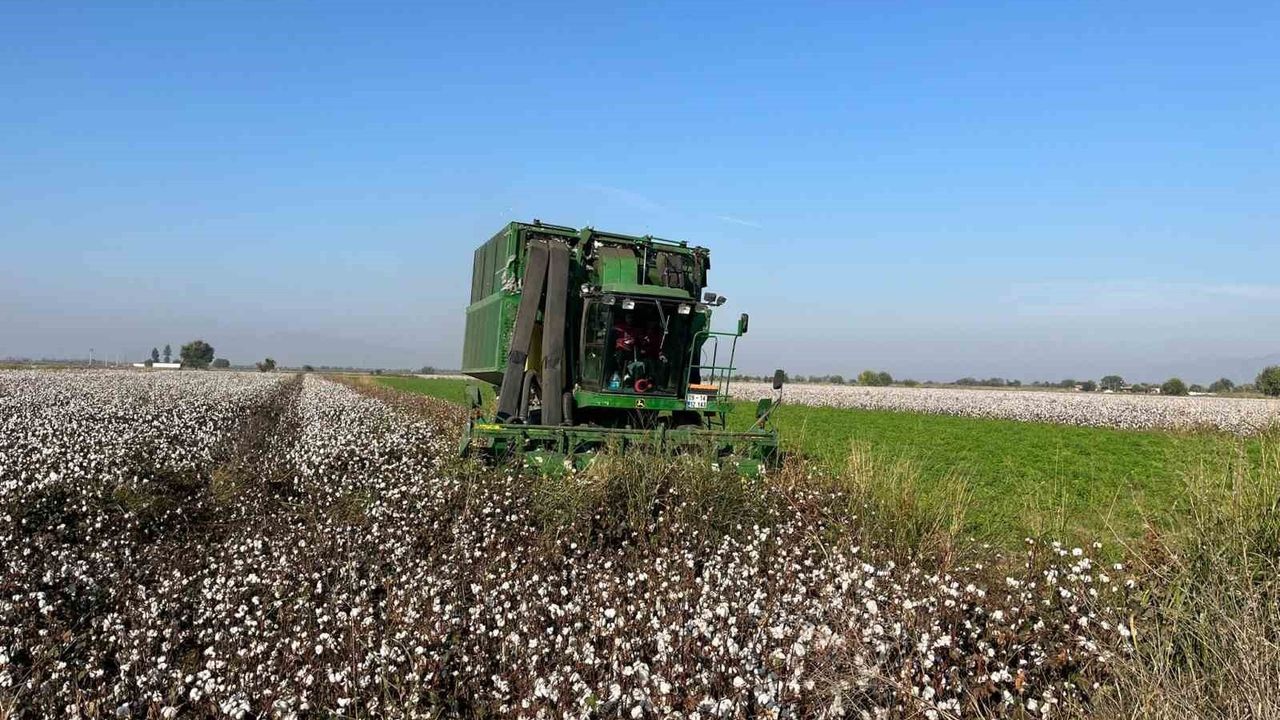 Aydın Koçarlı'da yağış pamuk fiyatını düşürdü: Kilo 31 TL'den 26-27 TL'ye