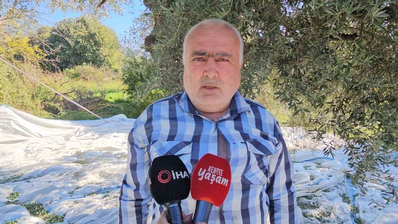 Aydın Nazilli'de Zeytin Hasadı Hummalı: Kaymakam Kan Yalınkuyu'da