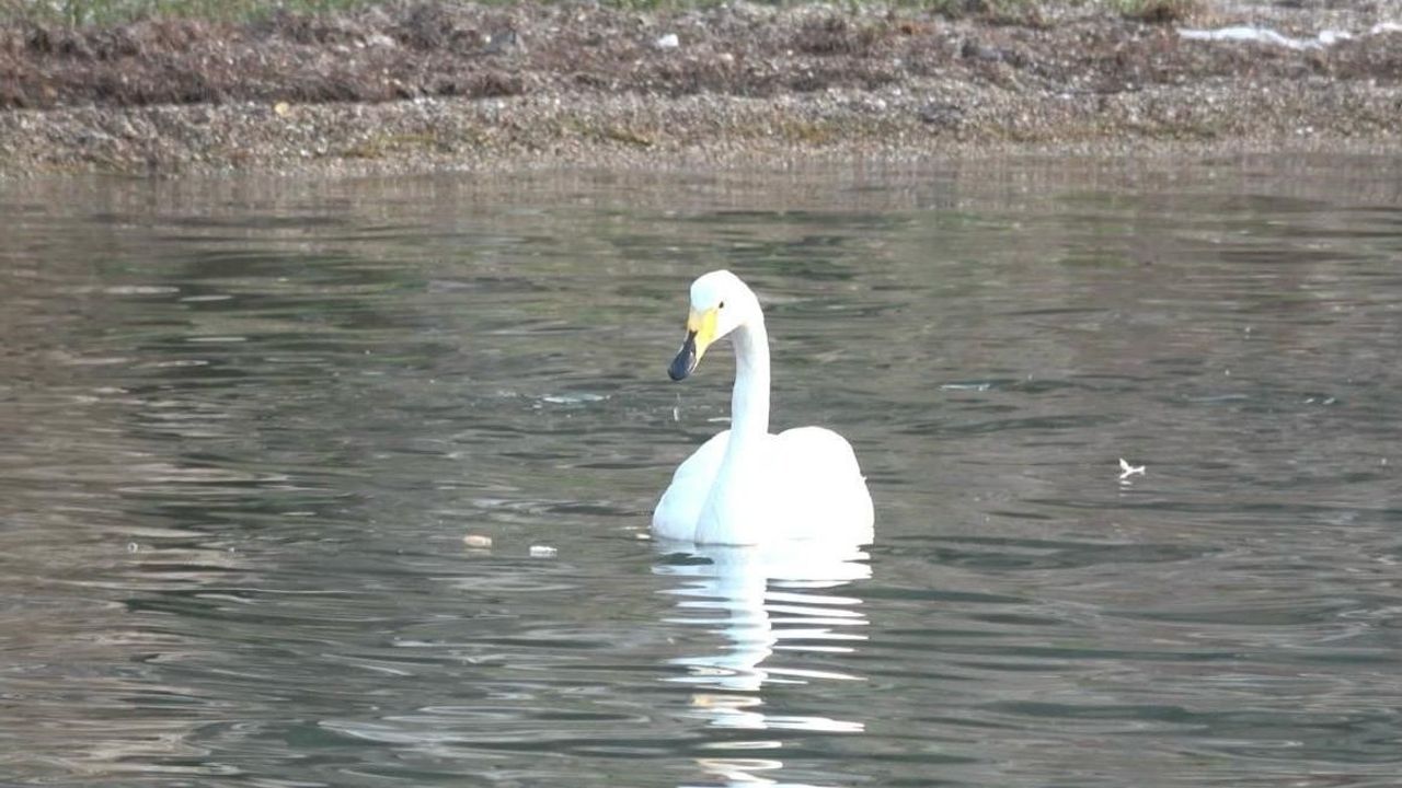 Ayvalık’ta 'Paşa' Kuğusu Paşa Limanı’nın Simgesi Oldu