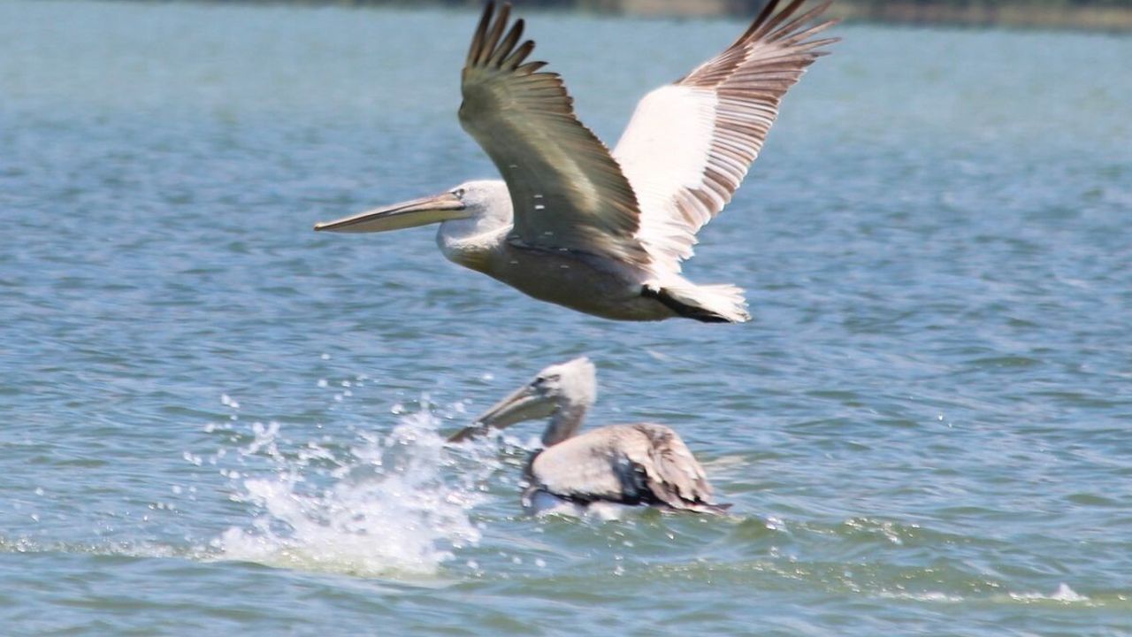 Azap Gölü'nde Olta İğnelerine Takılan Tepeli Pelikan Kurtarıldı